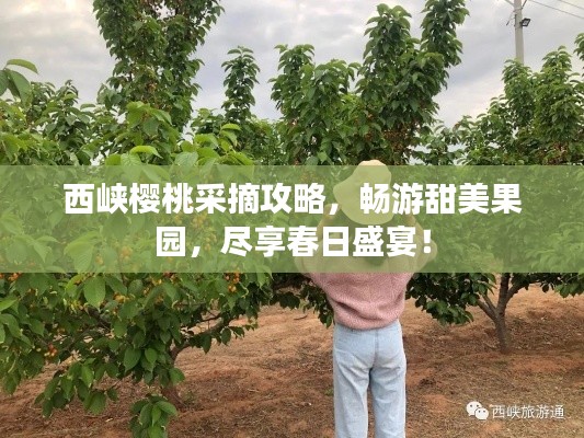 西峡樱桃采摘攻略,畅游甜美果园,尽享春日盛宴!