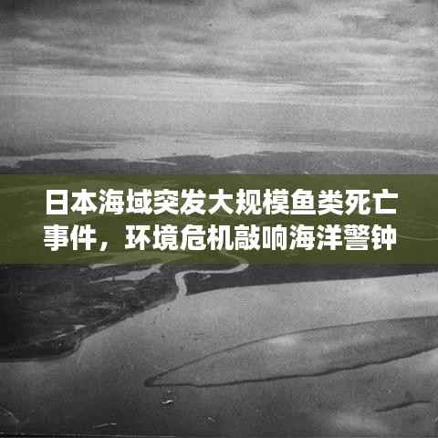 日本海域突发大规模鱼类死亡事件,环境危机敲响海洋警钟!