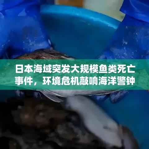 日本海域突发大规模鱼类死亡事件,环境危机敲响海洋警钟!