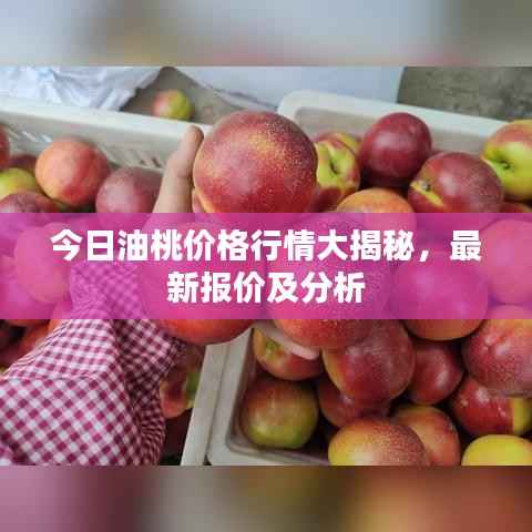 今日油桃价格行情大揭秘,最新报价及分析