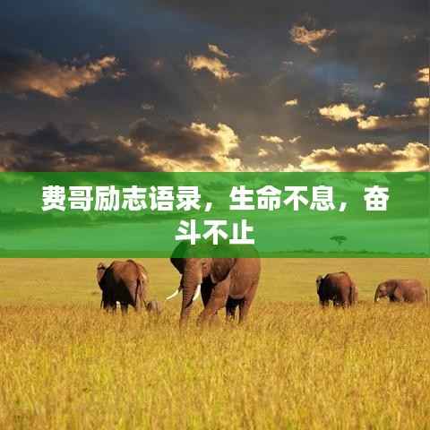 费哥励志语录，生命不息，奋斗不止