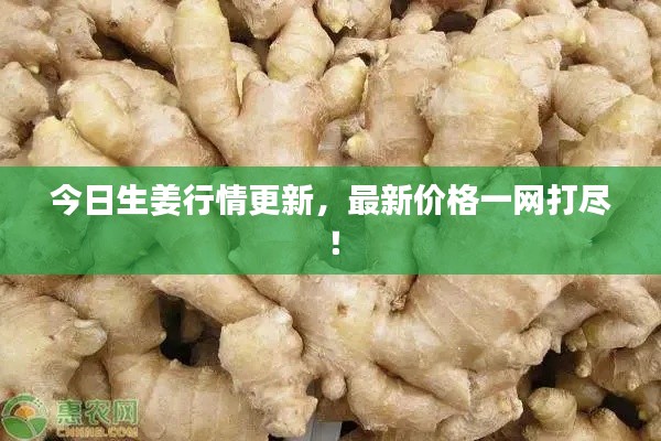 今日生姜行情更新，最新价格一网打尽！