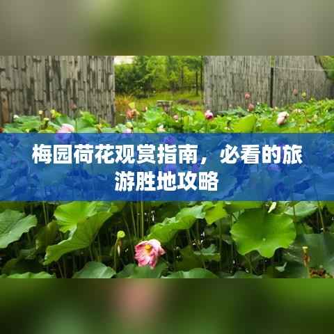 梅园荷花观赏指南，必看的旅游胜地攻略