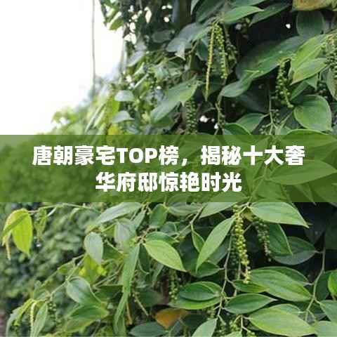 唐朝豪宅TOP榜,揭秘十大奢华府邸惊艳时光