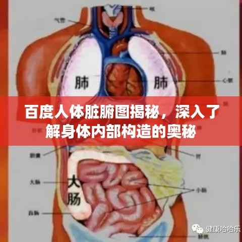 百度人体脏腑图揭秘，深入了解身体内部构造的奥秘