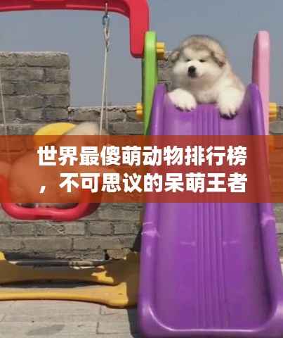 世界最傻萌动物排行榜，不可思议的呆萌王者！