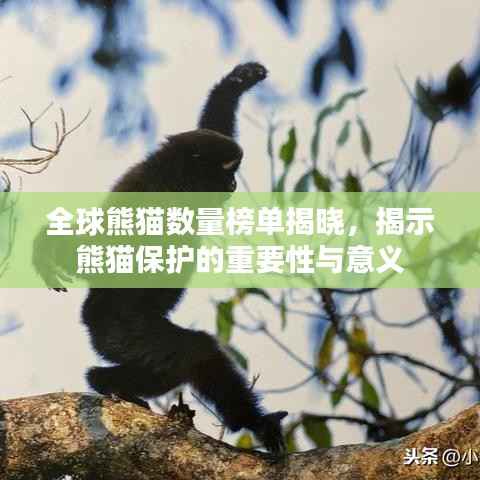 全球熊猫数量榜单揭晓,揭示熊猫保护的重要性与意义