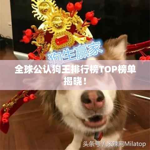 全球公认狗王排行榜TOP榜单揭晓！