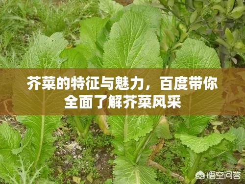 芥菜的特征与魅力，百度带你全面了解芥菜风采