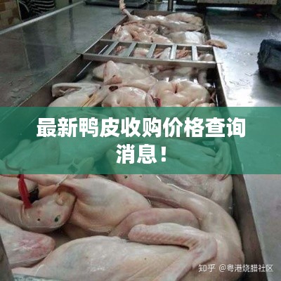 最新鸭皮收购价格查询消息!