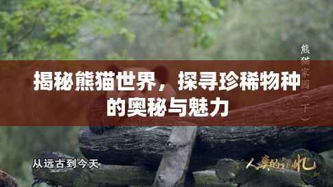 揭秘熊猫世界，探寻珍稀物种的奥秘与魅力