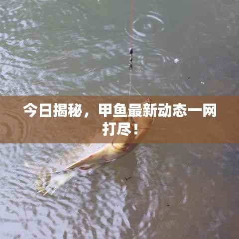 今日揭秘，甲鱼最新动态一网打尽！