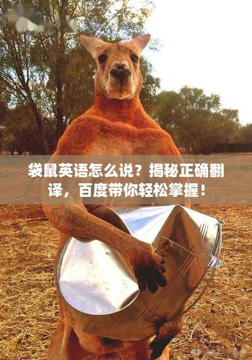 袋鼠英语怎么说？揭秘正确翻译，百度带你轻松掌握！