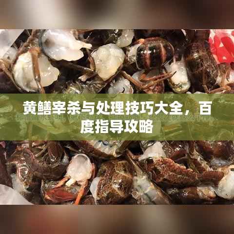 黄鳝宰杀与处理技巧大全，百度指导攻略