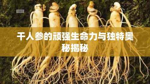 干人参的顽强生命力与独特奥秘揭秘