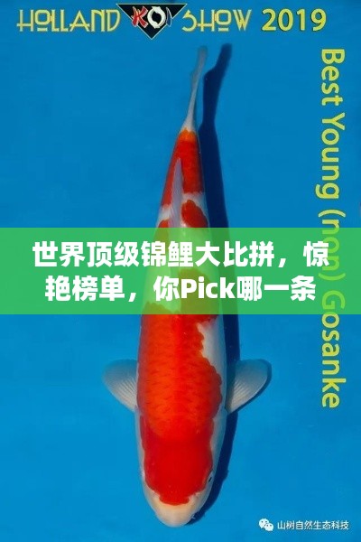 世界顶级锦鲤大比拼，惊艳榜单，你Pick哪一条？