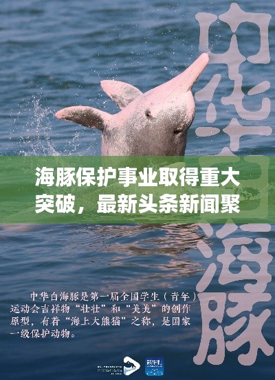 海豚保护事业取得重大突破，最新头条新闻聚焦海豚保护进展