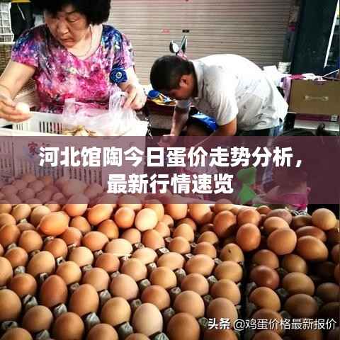 河北馆陶今日蛋价走势分析，最新行情速览