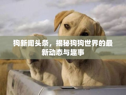 狗新闻头条，揭秘狗狗世界的最新动态与趣事