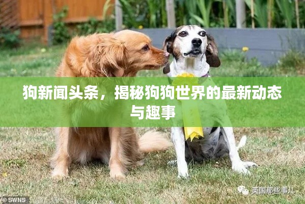 狗新闻头条,揭秘狗狗世界的最新动态与趣事