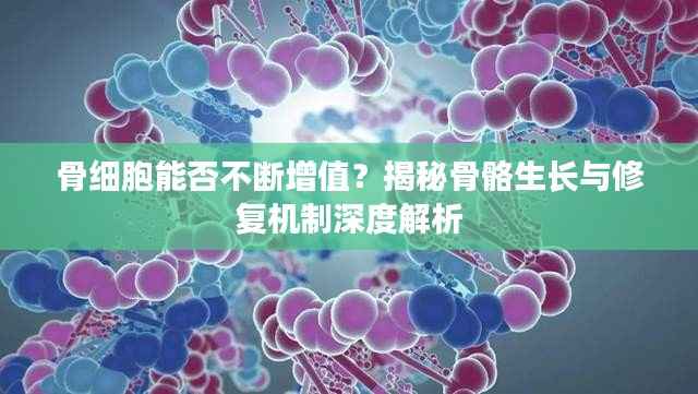 骨细胞能否不断增值?揭秘骨骼生长与修复机制深度解析