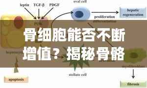 骨细胞能否不断增值?揭秘骨骼生长与修复机制深度解析