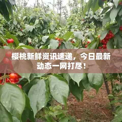 樱桃新鲜资讯速递,今日最新动态一网打尽!