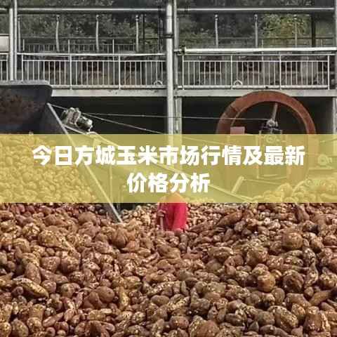 今日方城玉米市场行情及最新价格分析