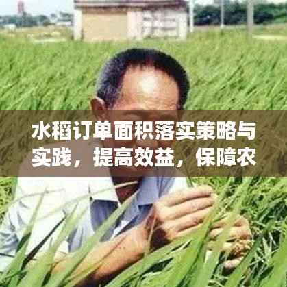 水稻订单面积落实策略与实践,提高效益,保障农户收益