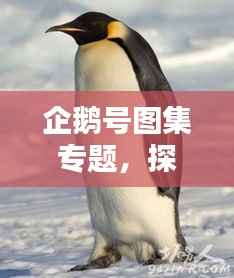 企鹅号图集专题，探索与发现之美的独特魅力