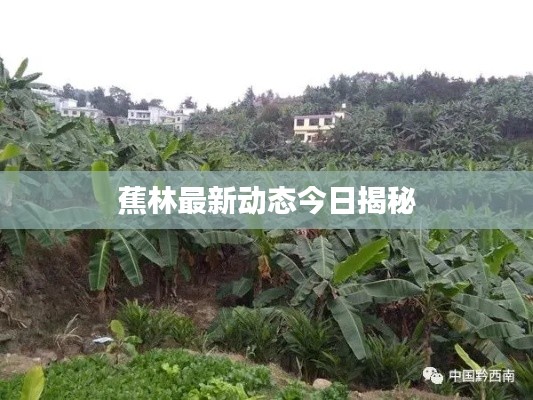 蕉林最新动态今日揭秘