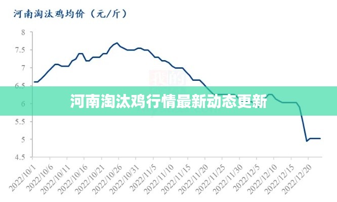 河南淘汰鸡行情最新动态更新